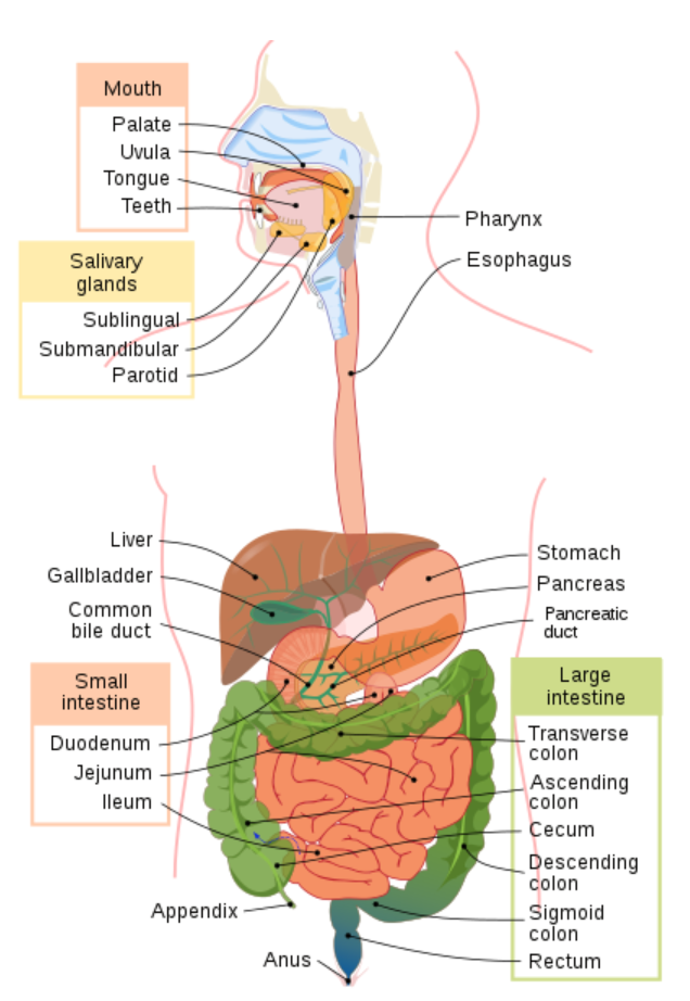 The Digestive System: MCAT — Medistudents
